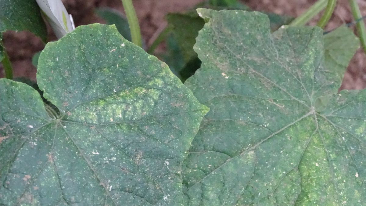 Trips Insecten Biogroei: 🐞 Nuttige insecten herkennen in je tuin | Wapen jezelf tegen ...