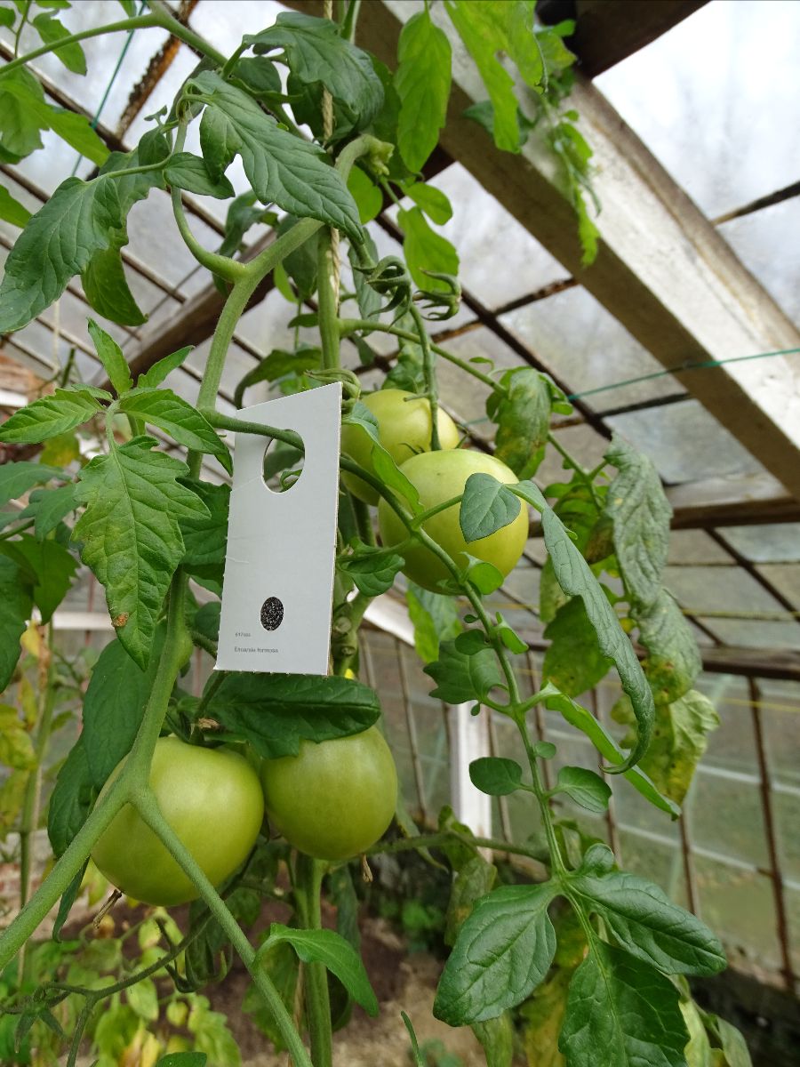 Trips Insecten Biogroei: 🐞 Nuttige insecten herkennen in je tuin | Wapen jezelf tegen ...