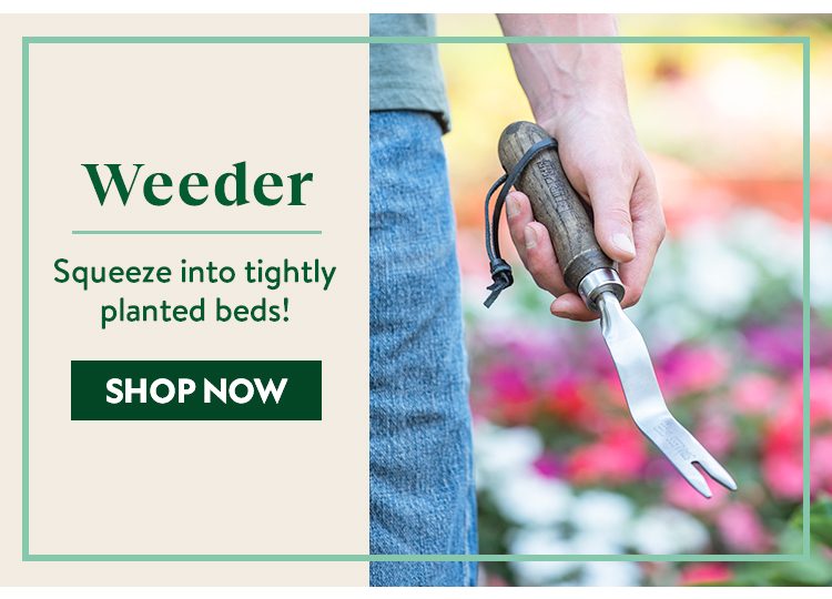 Garden Tools - Burpee Stainless Steel Weeder - Burpee