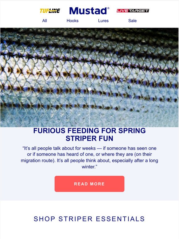 Furious Feeding For Spring Striper Fun!