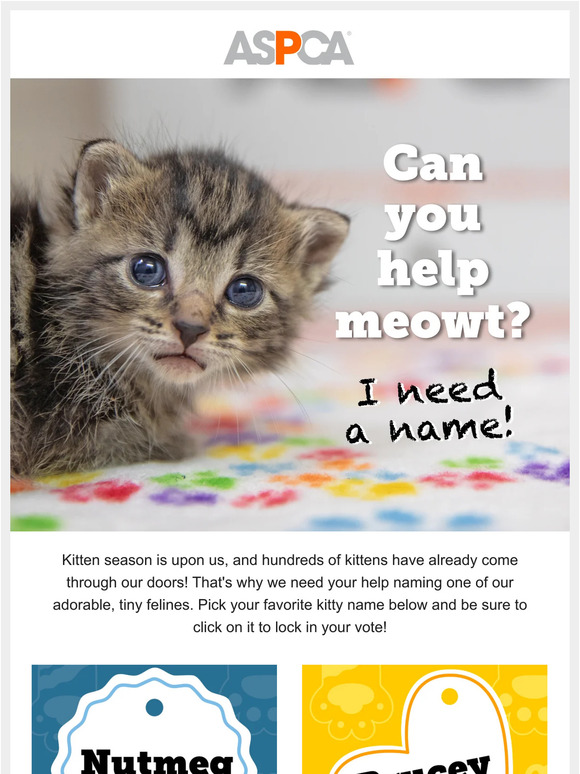 VOTE NOW: Name a Kitten!