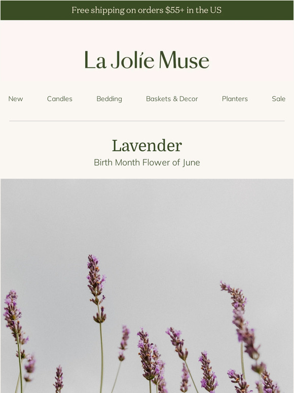 June Birthday Special: Discover the Tranquil Lavender, Your Birth Month Flower