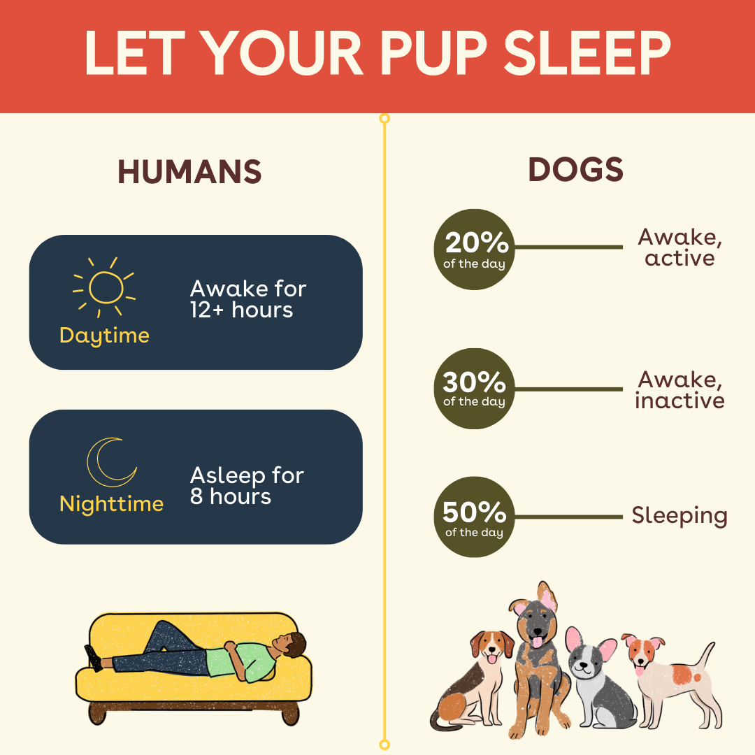 pupford How Much Do Dogs Sleep a Day? The Amount May Surprise You Milled