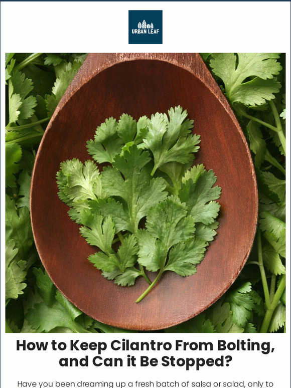 Urban Leaf SOS What To Do When Your Cilantro Starts Bolting 🌱 Milled
