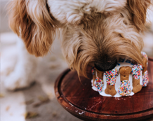 photo of a dog eating a cake treat