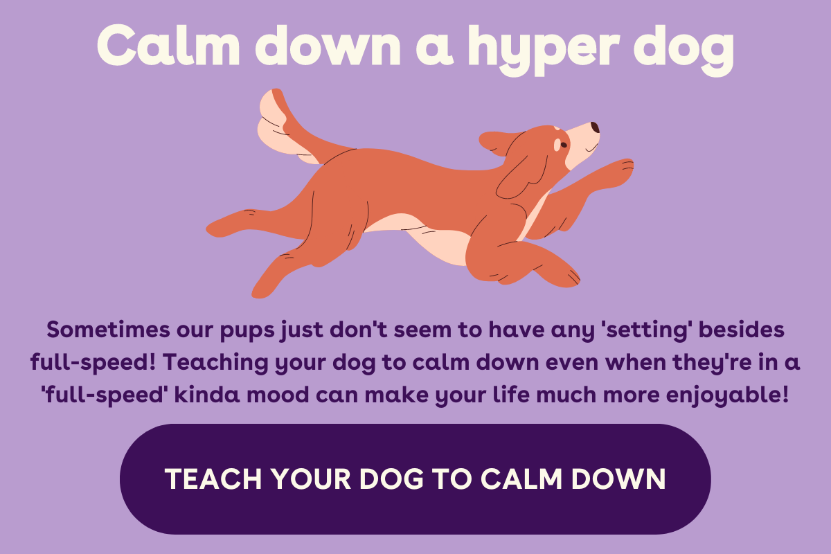 pupford: [article] How to Calm Down Your Pup | Milled