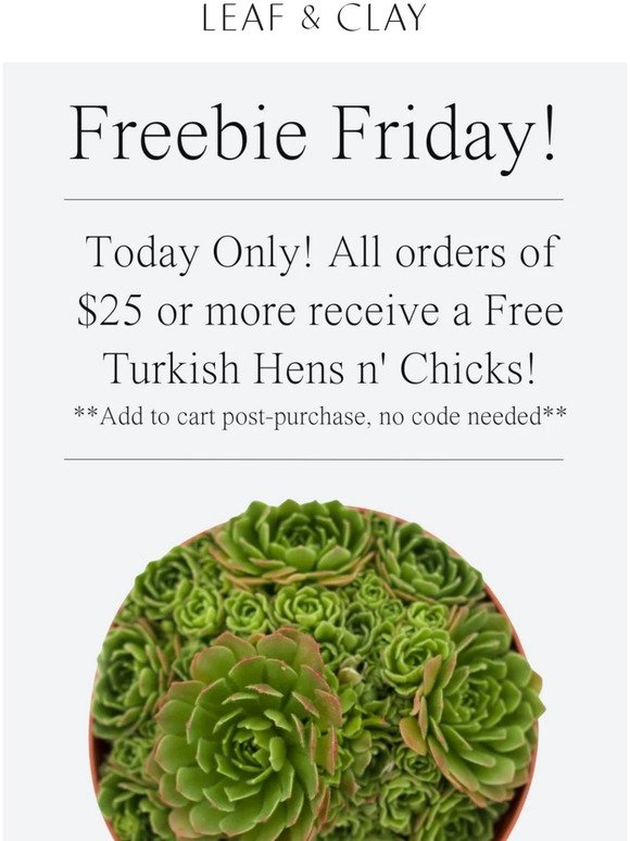 TODAY ONLY! Get a FREE Turkish Hens n Chicks! 😍🌵