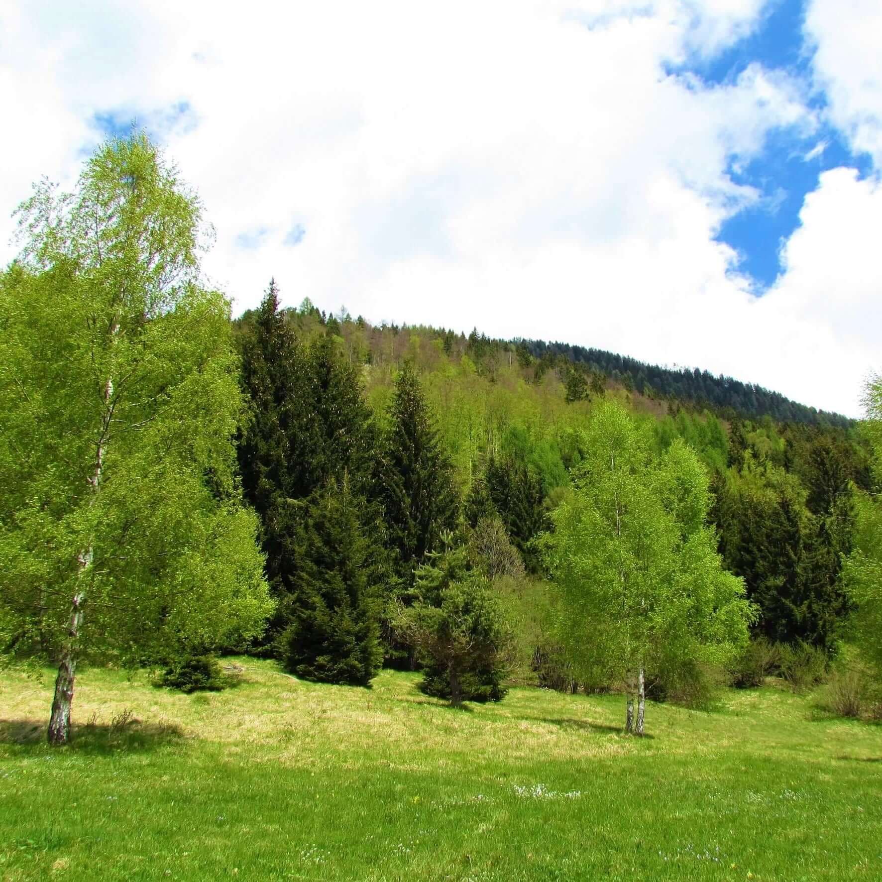 Image of European White Birch