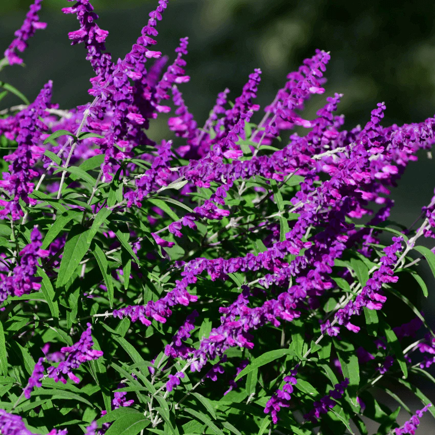 Image of SB Mexican Sage