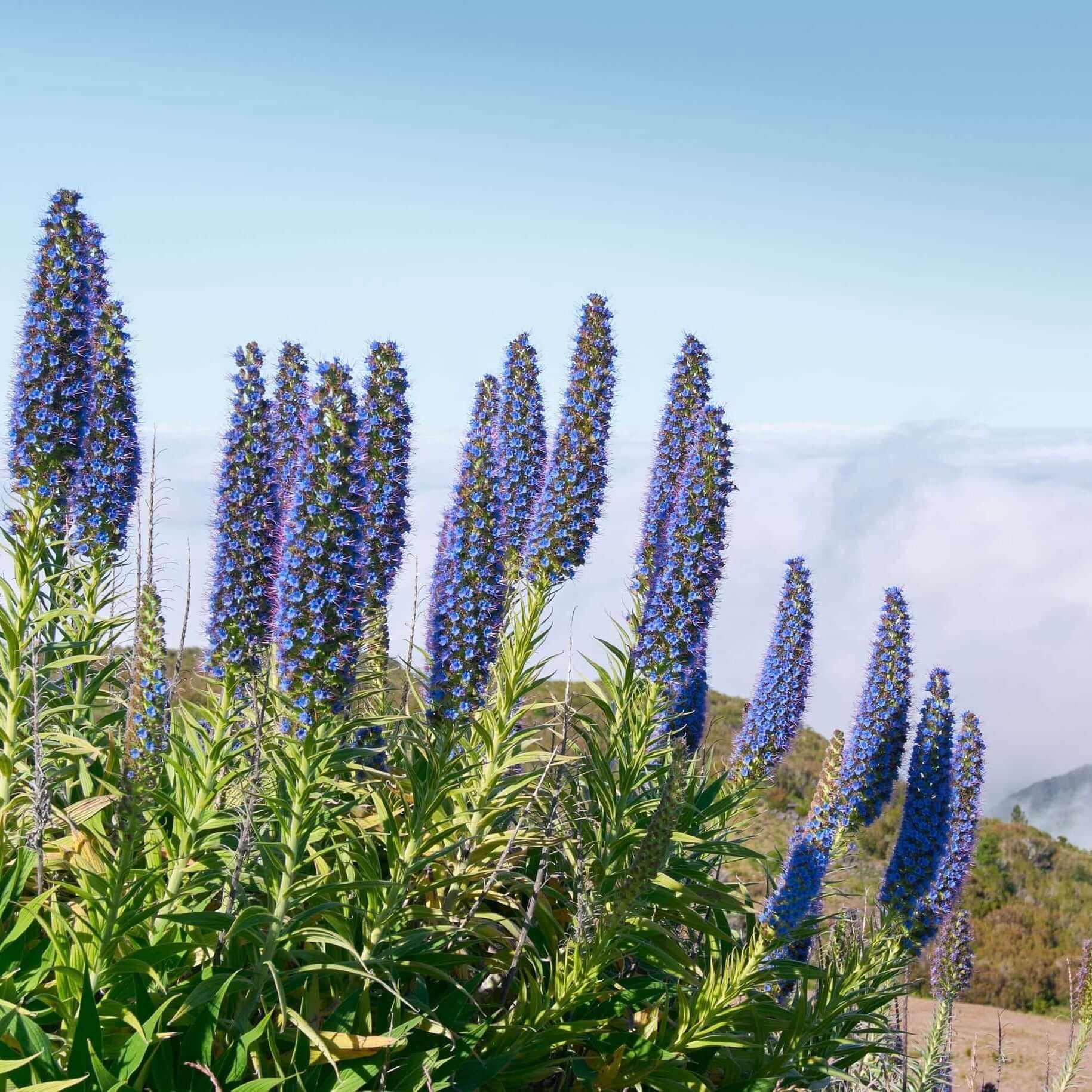 Image of Pride of Madeira