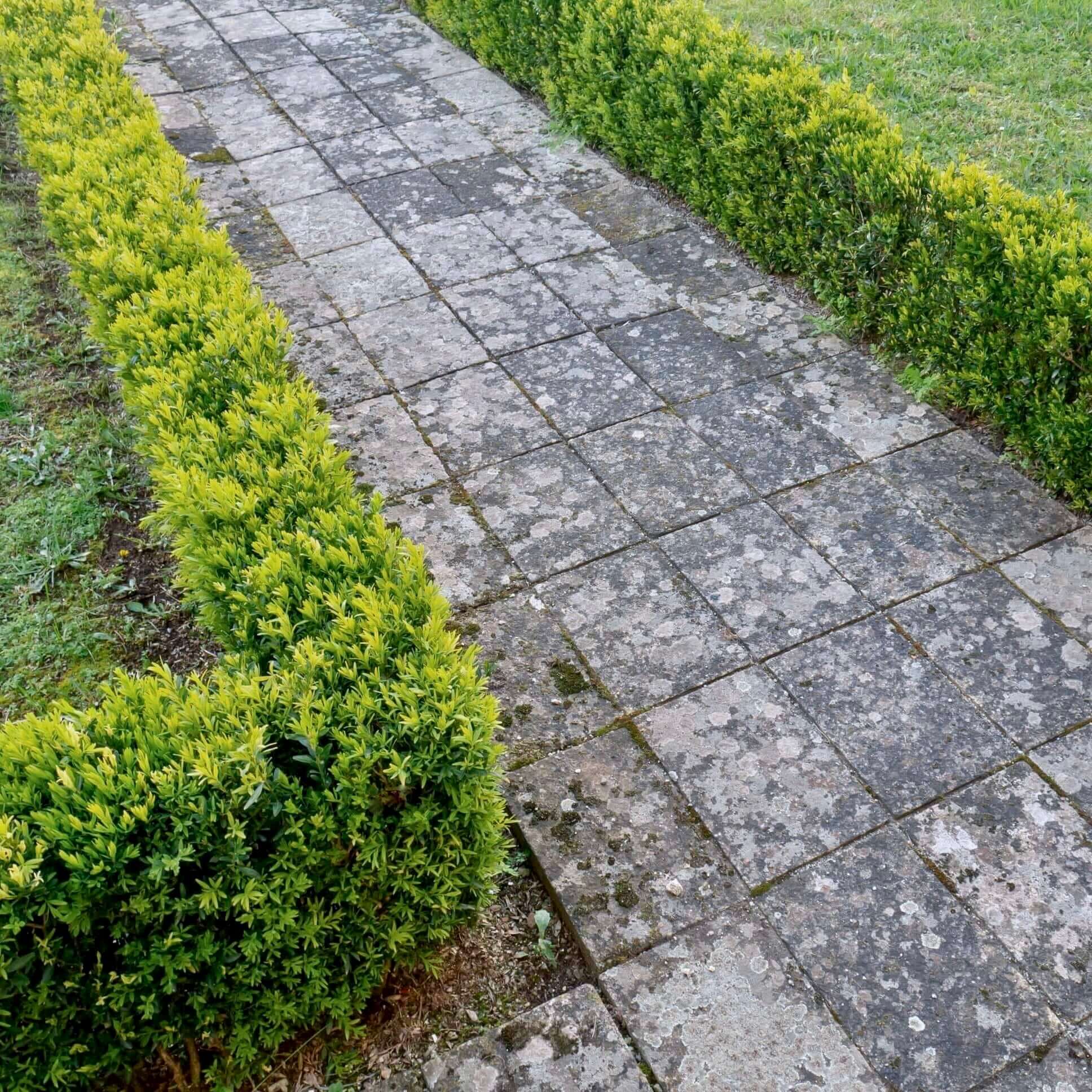 Image of Dwarf English Boxwood