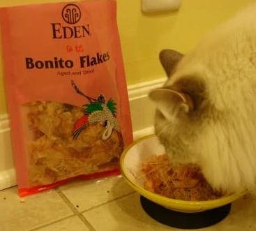 Why Do Cats Like Fish?