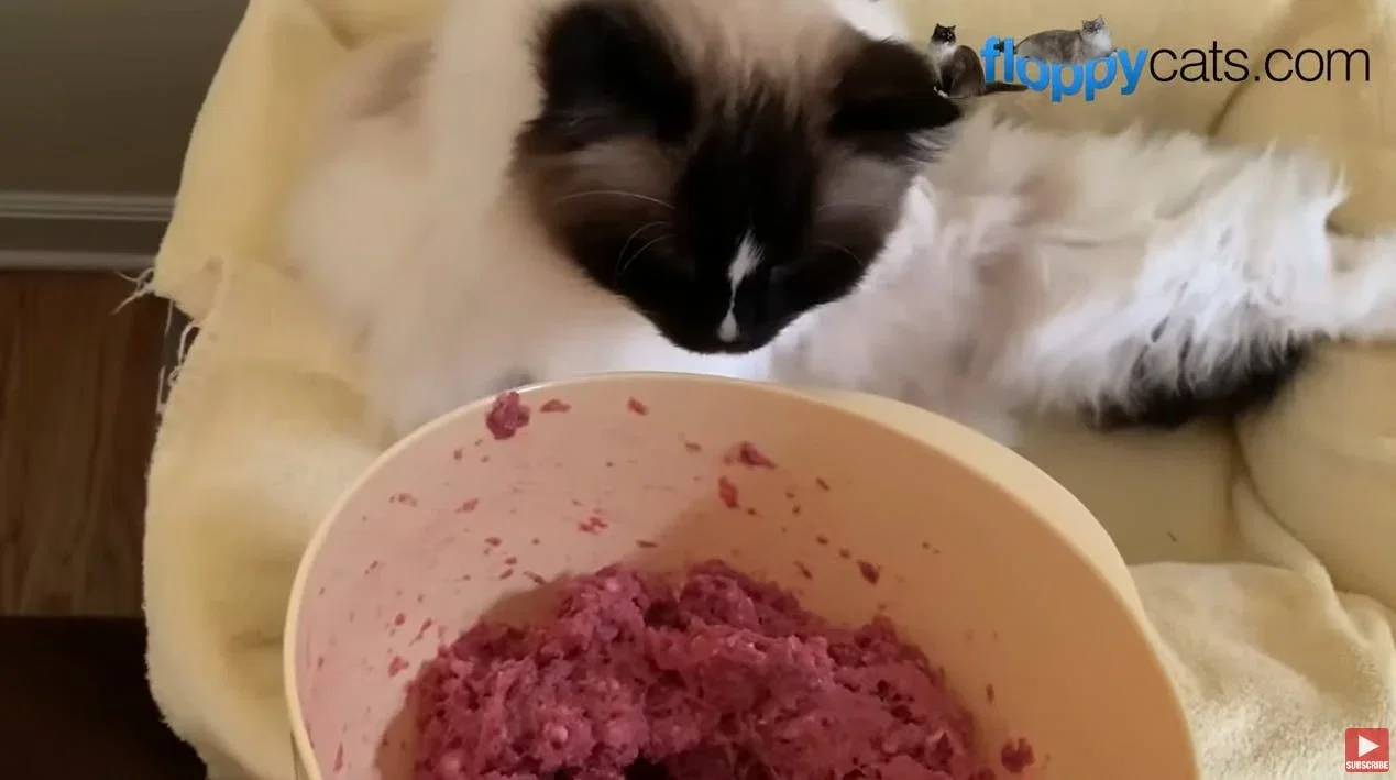 Viva Raw Cat Food Review: Do 13-Year-Old Ragdolls Like It?