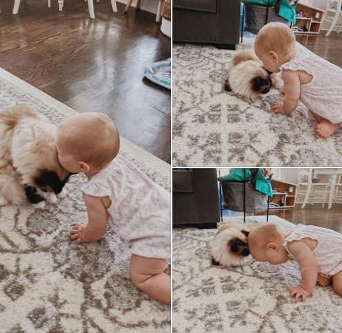 Ragdoll Cats and Children