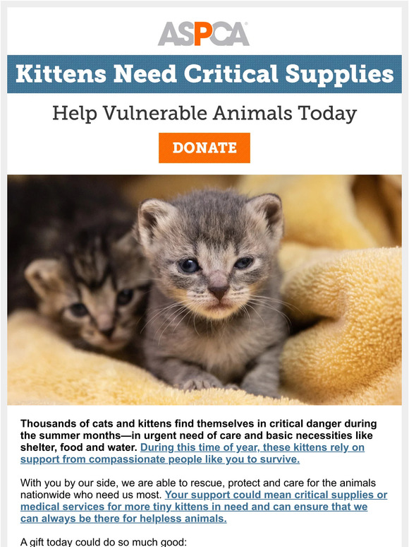 Please Help Today (Kittens and Cats in Need)