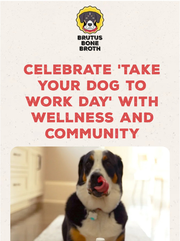 Celebrate Take Your Dog to Work Day With Us