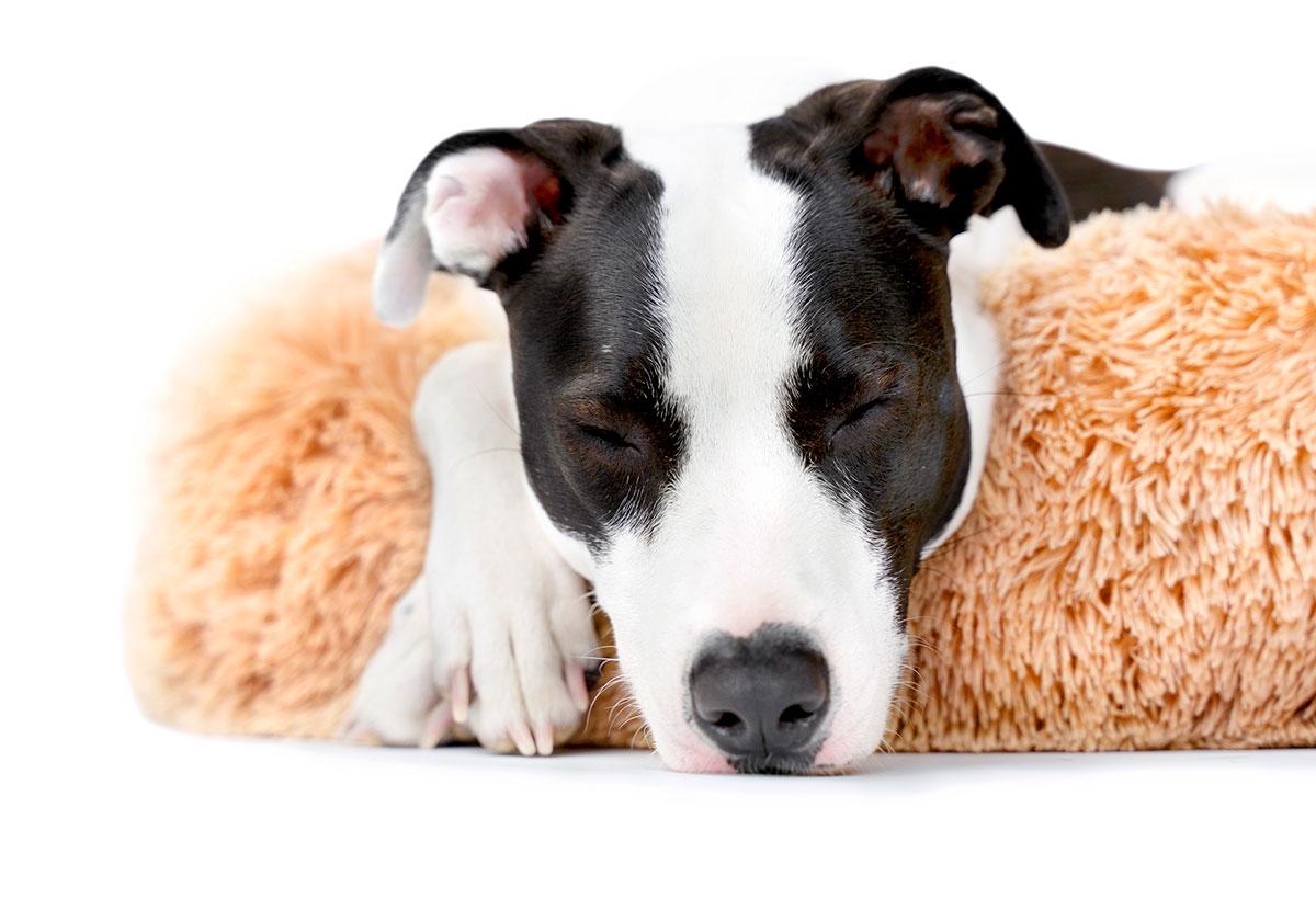 BarkBox FREE Cuddler Dog Bed = FREE 💤💤💤 Milled