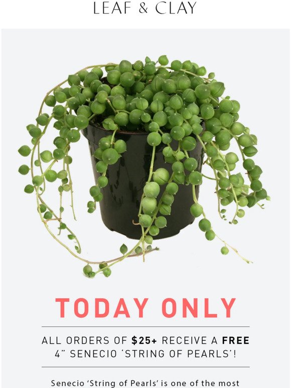 TODAY ONLY! Get a FREE 4” String of Pearls! 😍🌵