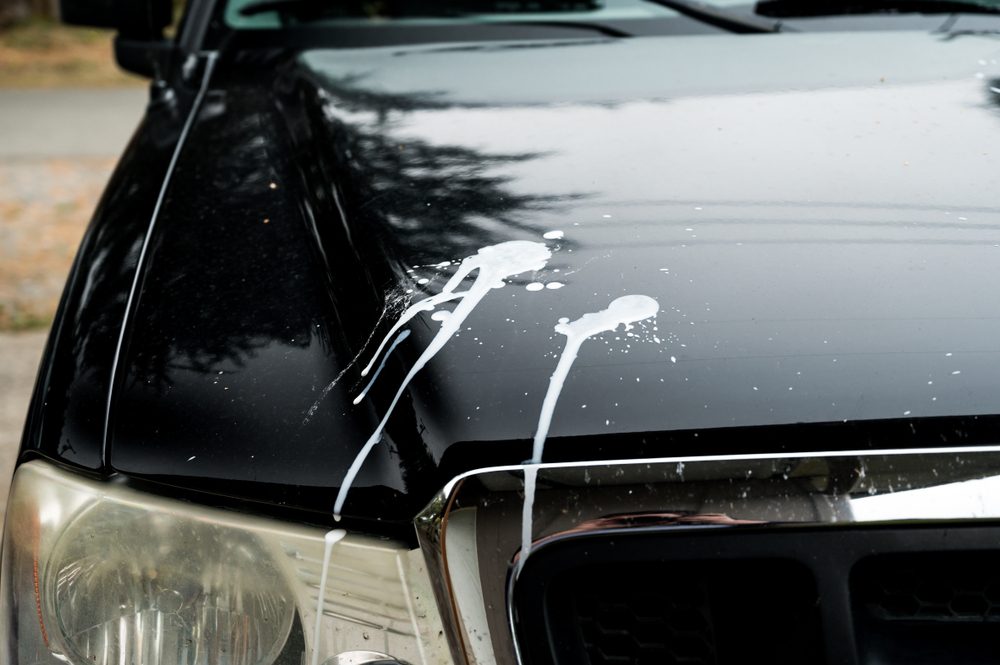 Torque Detail Bird poop can DAMAGE your paint! Here's how to safely