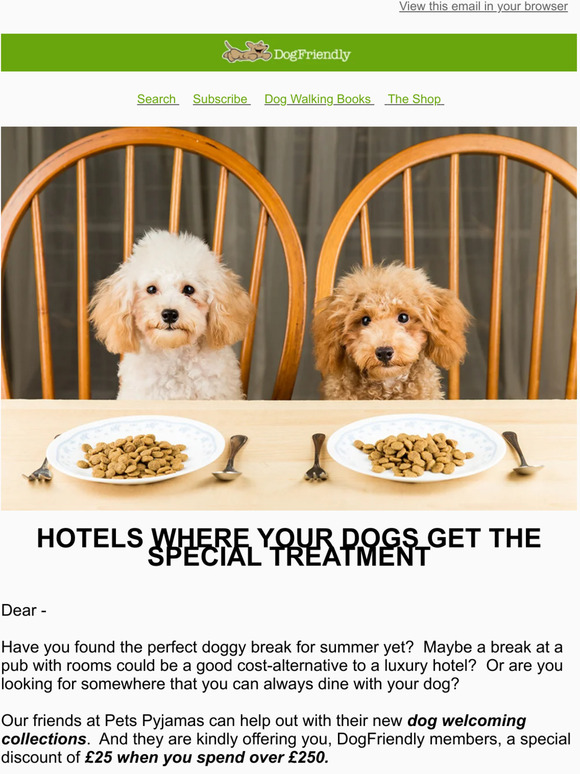Special Treatment For Your Dogs