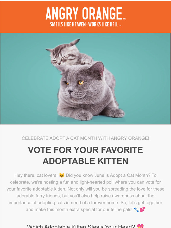 🐾 It's Adopt a Cat Month! Vote for Your Favorite Furry Friend! 😻