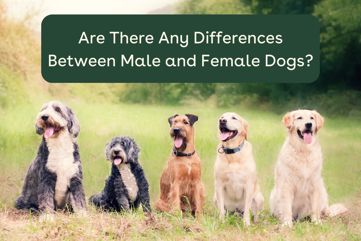 pupford [article] Are There Any Differences Between Male and Female