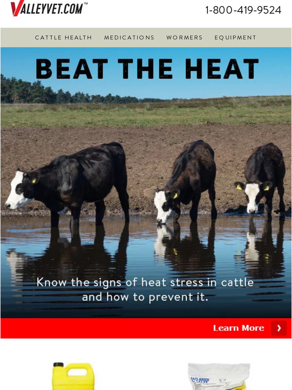 valley-vet-supply-what-are-signs-of-heat-stress-in-cattle-milled