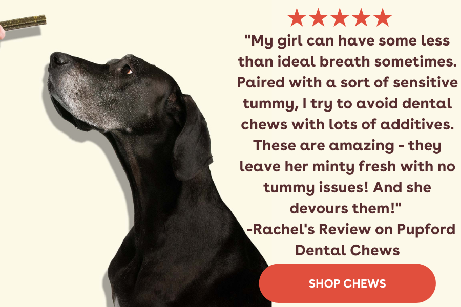 pupford [article] Do Dental Chews Actually Work? 🤔 Milled