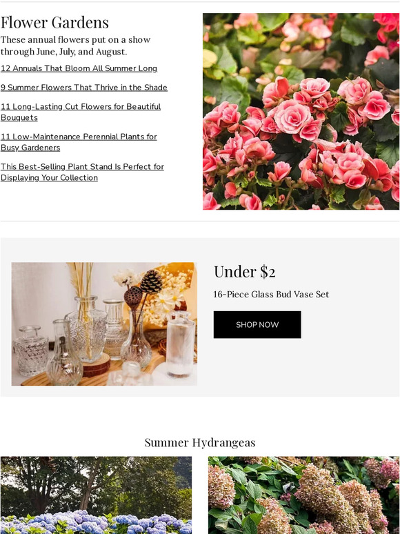 Martha Stewart 12 Annuals That Bloom All Summer Long Milled