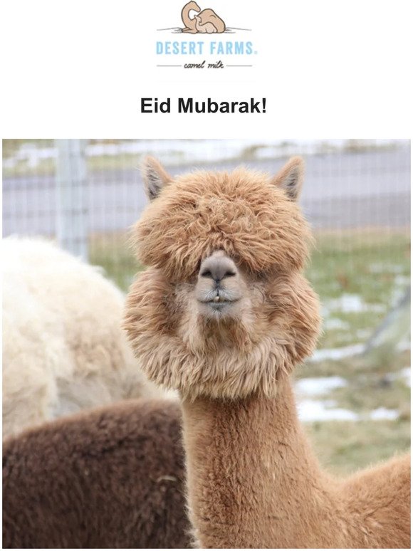 Eid Mubarak 🐪🥛 30% OFF