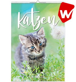Katzen Posterkalender 2024