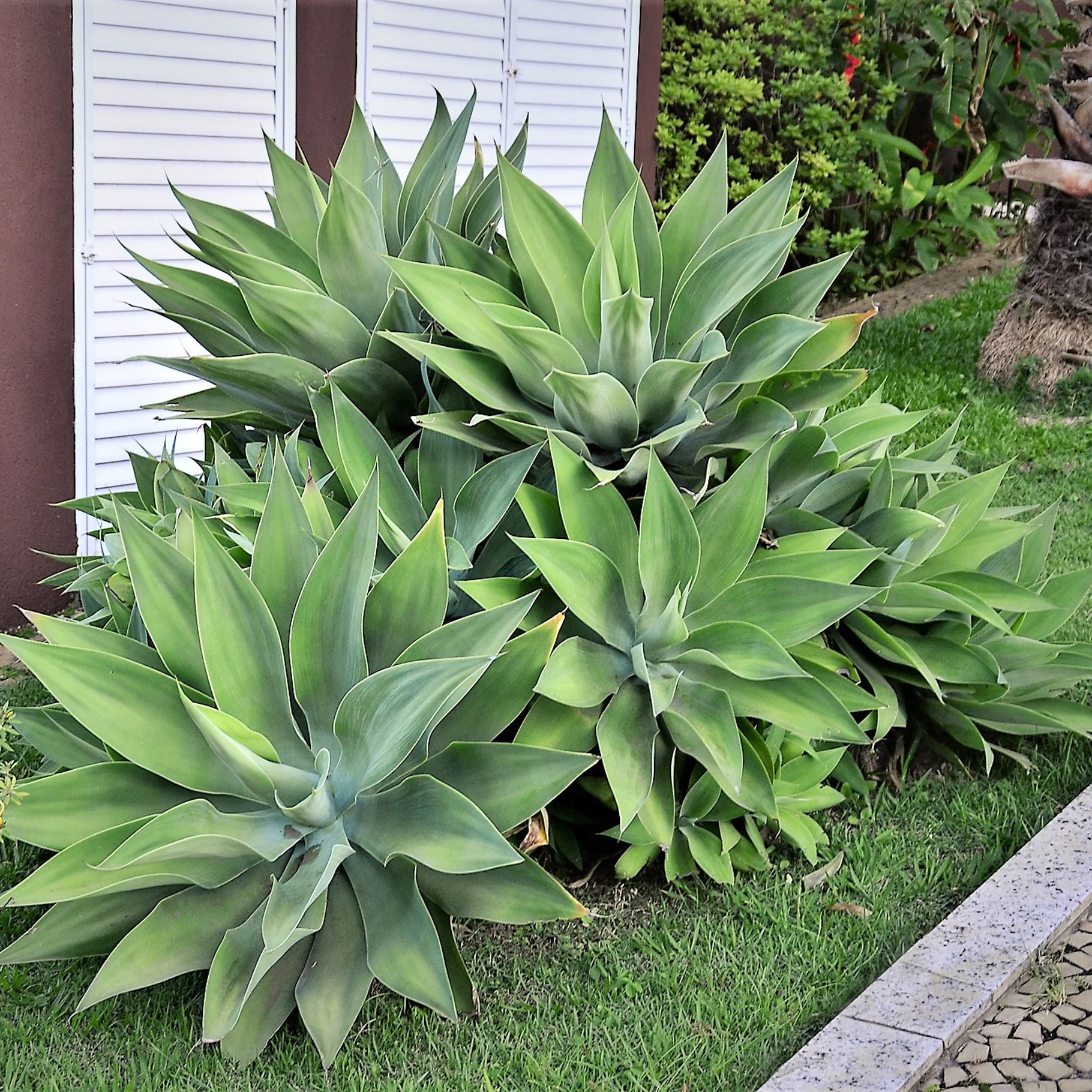 Image of Fox Tail Agave