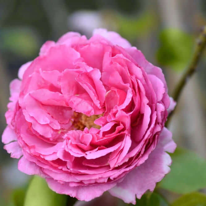 Image of Yves Piaget Rose