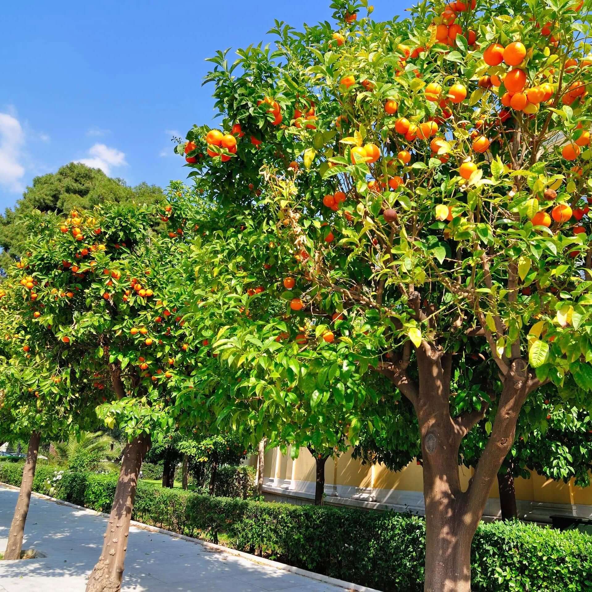 Image of Cara Cara Tree