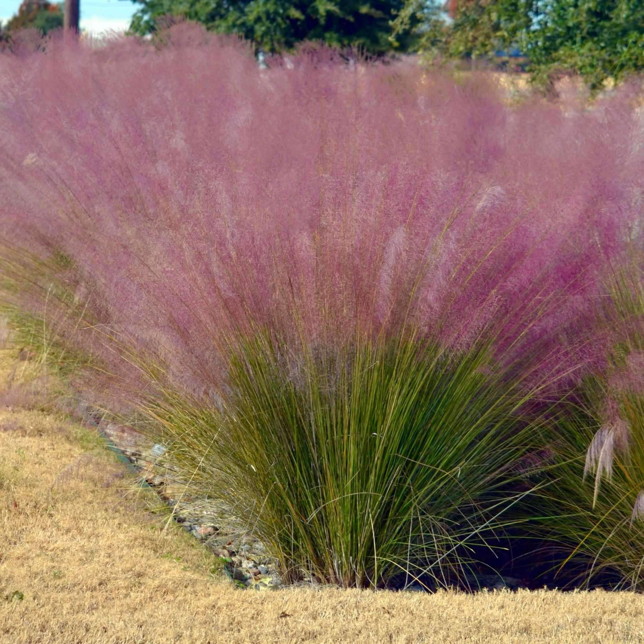 Image of Regal Mist Pink Muhly Grass