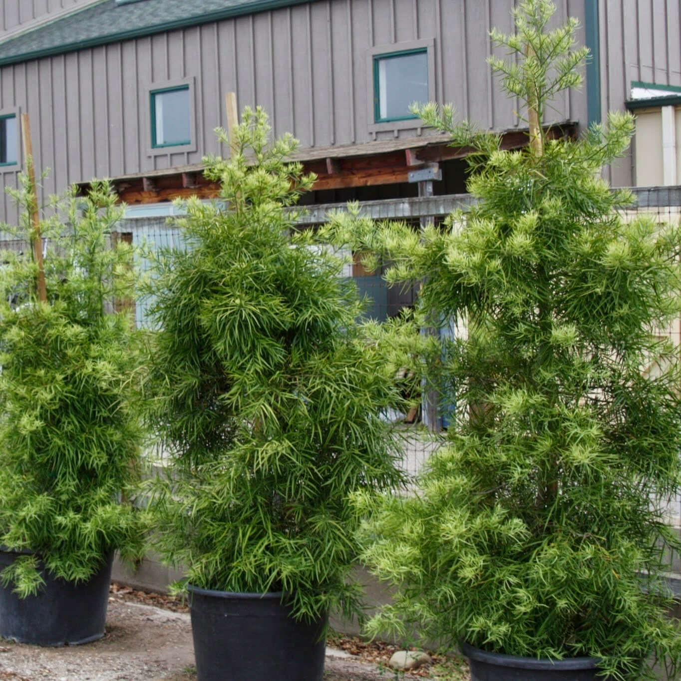 Image of Fern Podocarpus