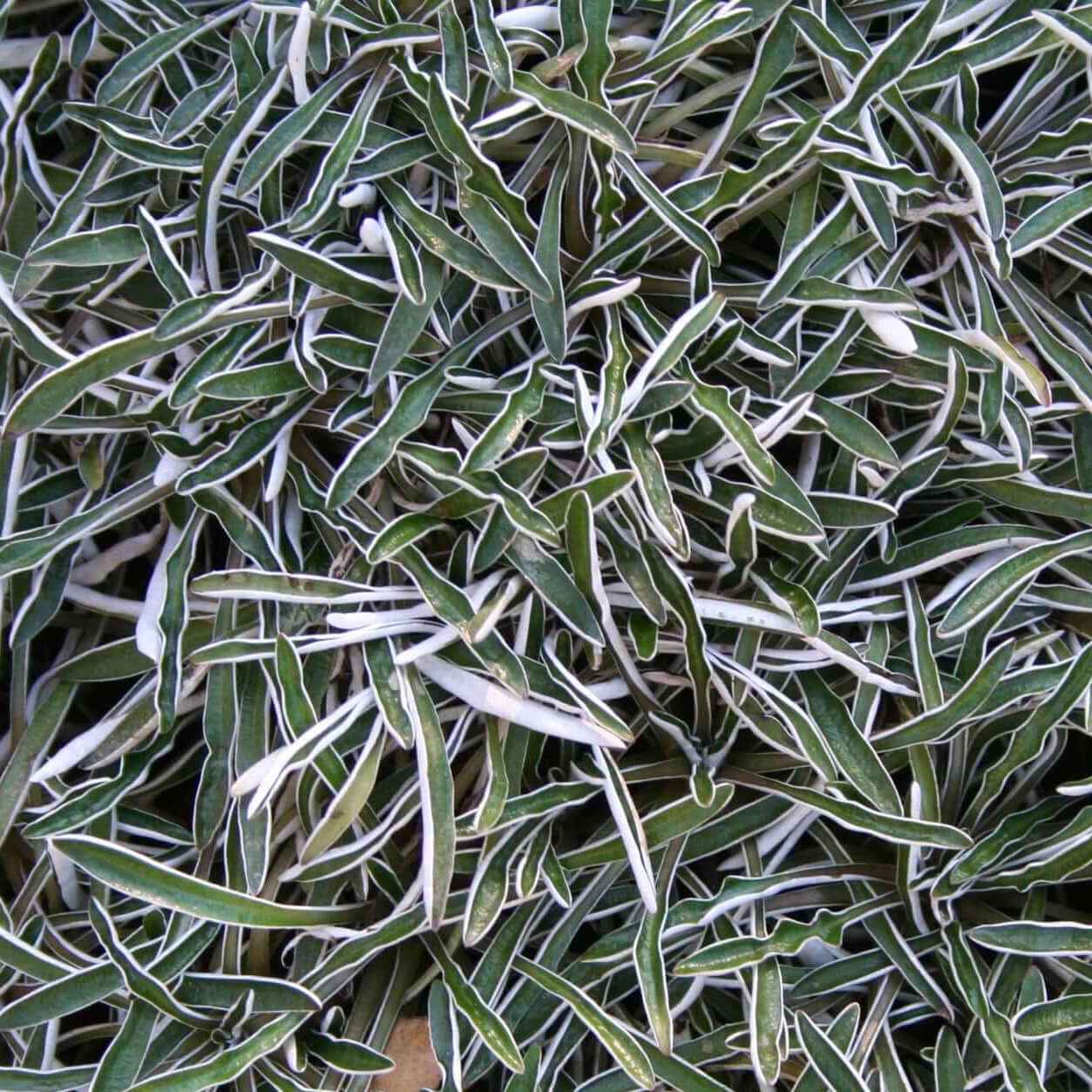 Image of Silver Carpet Dymondia