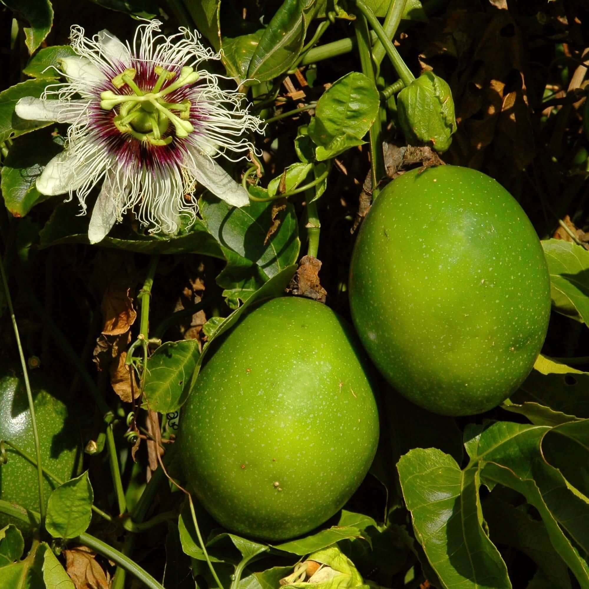 Image of Passion Fruit Tree