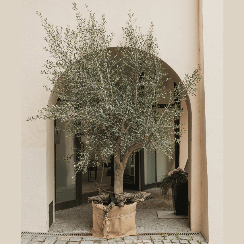 Image of Semi-Fruitless Wilson Olive Tree