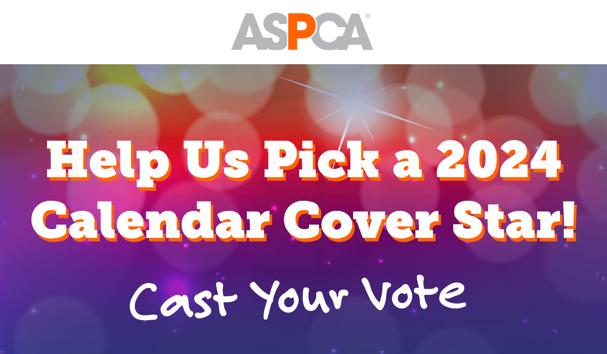 ASPCA Pick Our 2024 Calendar Cover Star! (VOTE) Milled