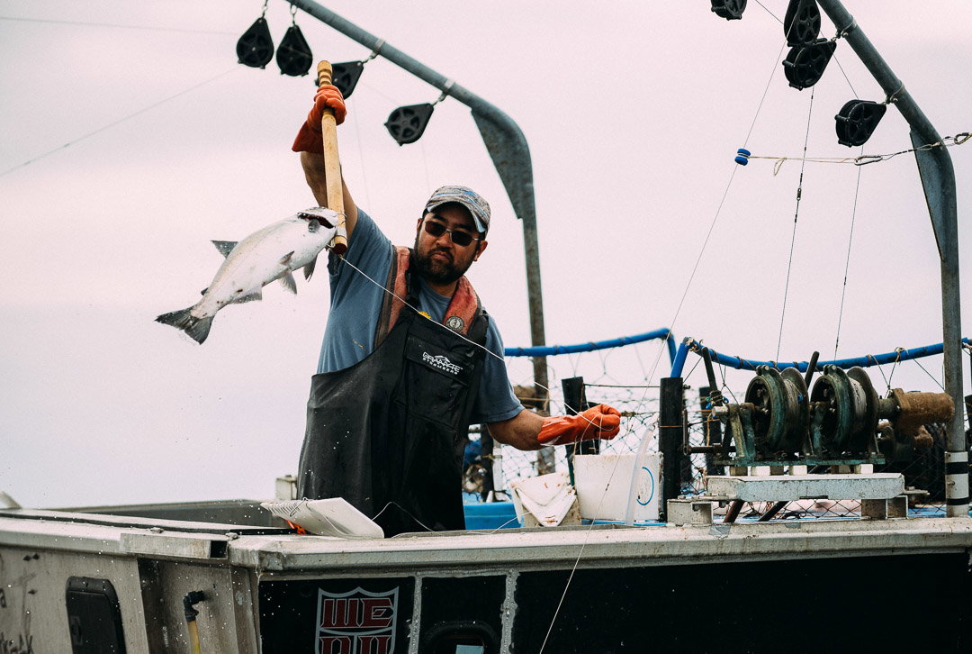 Catching a hook and line-caught salmon