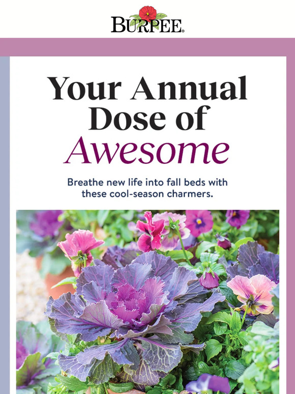 Burpee Gardening Refresh your fall garden with annuals Milled