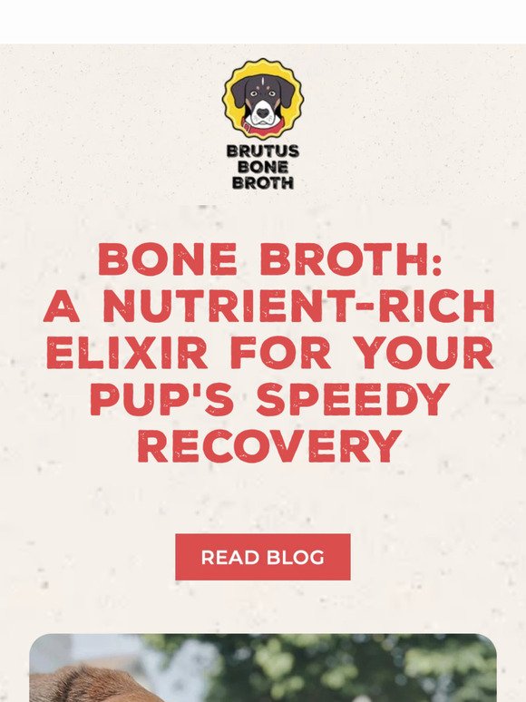 Boost Your Dog's Recovery with Bone Broth