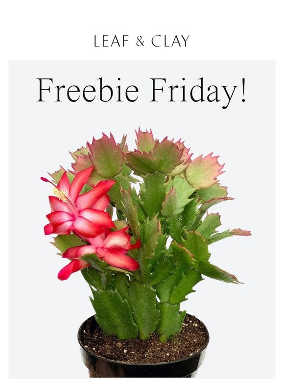 TODAY ONLY! Get a FREE Christmas Cactus! 😍🌵