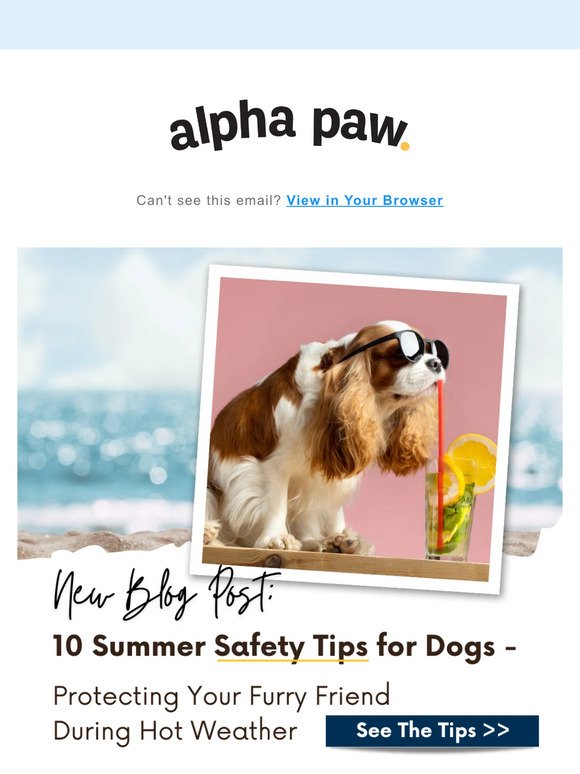 How you can keep your dog safe and comfortable this summer!🔅😎