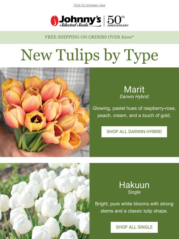 Trending Tulips by the Bunch!
