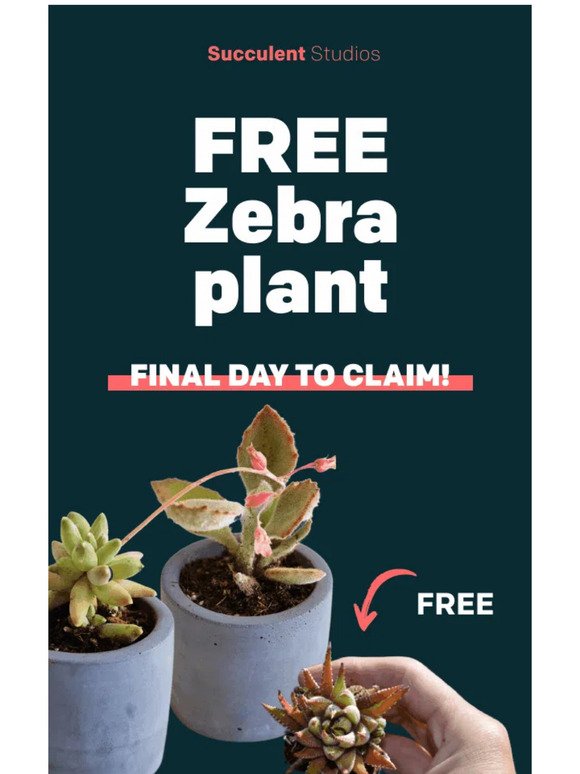 ❌❌ FINAL HOURS! 3 succulents for $11.