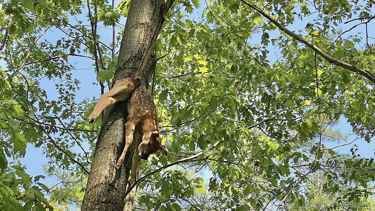 MeatEater: Hanging Fawn Baffles Biologists | Milled