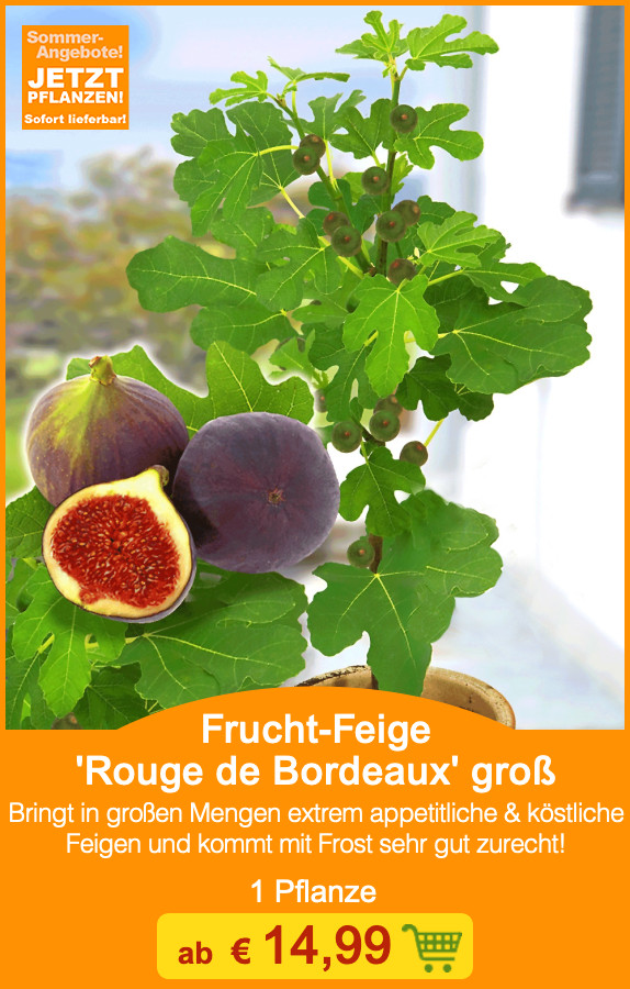 BALDURGarten KOO 🌞 🏝 Mediterrane PflanzenHITS Jetzt lieferbar! Milled