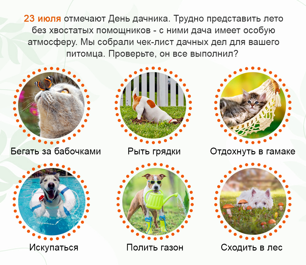 Старая Ферма: Хвостатые дачники 🐶🐱👉 ЧЕК-лист важных дел🏡 | Milled